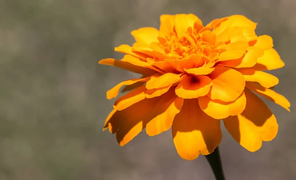 Detailní Záběr Marigold Tagete Květiny Krásnými Oranžovými Okvětními Lístky Pod — Stock fotografie