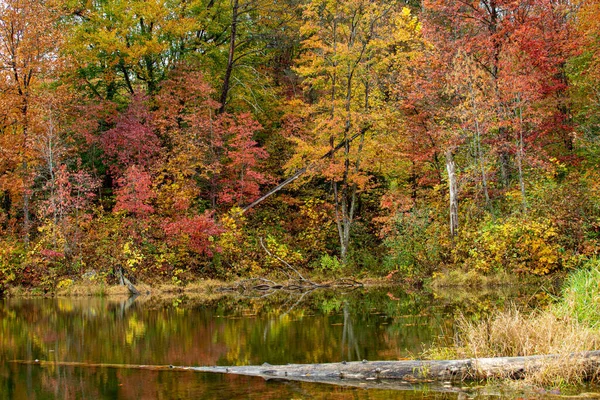 Spokojne Jezioro Otoczone Pięknymi Jesiennymi Liśćmi Dzień — Zdjęcie stockowe