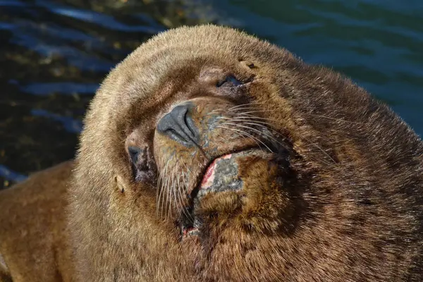 Een Dichtbij Shot Van Een Zeeleeuw Onder Zonnelicht Buiten — Stockfoto