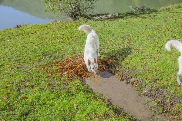 Primer Plano Perros Blancos Jugando Parque Cerca Del Lago — Foto de Stock