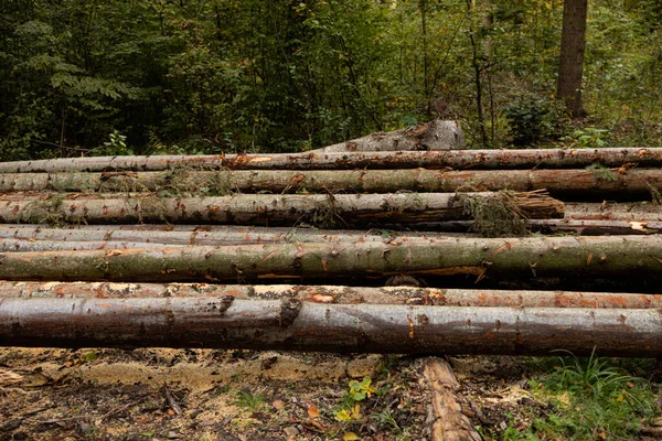 Tiro Troncos Árvore Corte Floresta — Fotografia de Stock