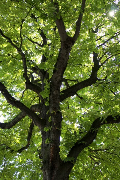 Vertikální Záběr Zelený Strom Parku — Stock fotografie