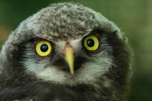 Closeup Portrait Cute Young Owl Staring Camera — Stock Photo, Image