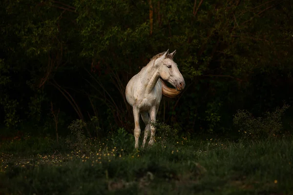 Ένα Όμορφο Πλάνο Του Κομψό Χρώμα Κρέμα Άλογο Στέκεται Ένα — Φωτογραφία Αρχείου