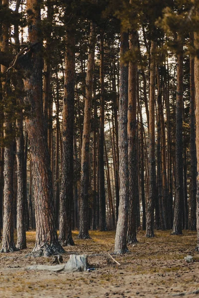 Plan Vertical Une Forêt Couverte Arbres Sous Lumière Soleil Automne — Photo