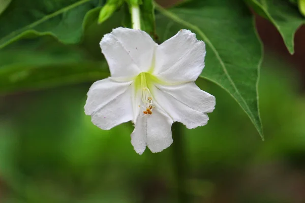 Close Mirabilis Branco Planta Quatro Horas Fundo Natural — Fotografia de Stock