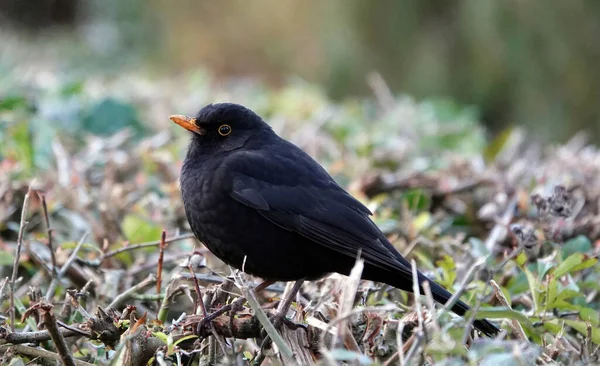 Gros Plan Merle Commun Perché Sur Buisson — Photo