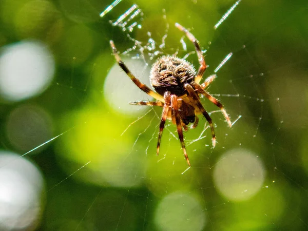 Una Macro Toma Una Araña Una Tela Sobre Fondo Verde — Foto de Stock