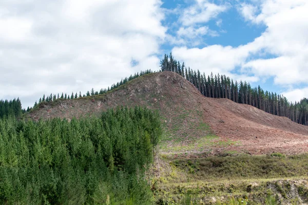 Taupo Neuseeland März 2021 Blick Auf Die Aktive Forstwirtschaft Beim — Stockfoto