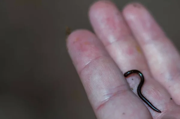 Een Close Van Een Hand Die Een Kleine Zwarte Worm — Stockfoto