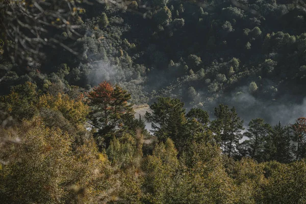 Ormandaki Yoğun Yeşil Ağaçlar Ortasında Duman Veya Buhar Var — Stok fotoğraf
