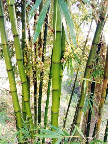 収穫と販売のための会社の生の竹の株式の垂直ショット — ストック写真
