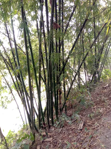 Sebuah Gambar Vertikal Dari Bambu Mentah Perusahaan Untuk Panen Dan — Stok Foto