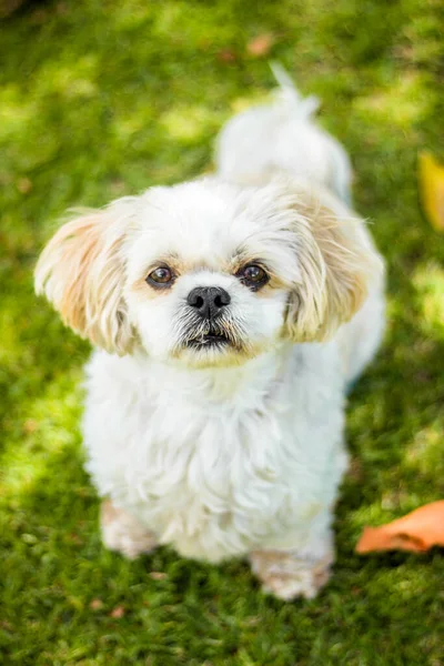 Tiro Ángulo Alto Perro Faldero Maltés Campo Verde Aire Libre —  Fotos de Stock