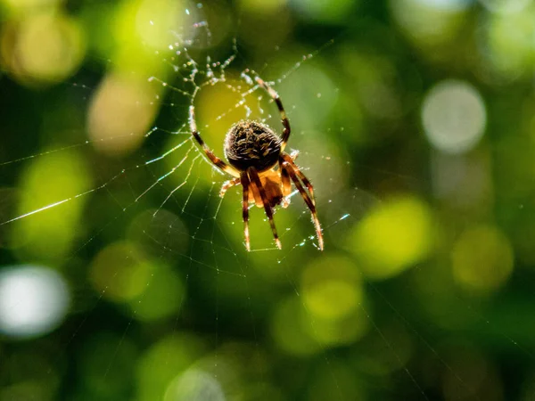 Plan Macro Une Araignée Sur Une Toile Sur Fond Vert — Photo