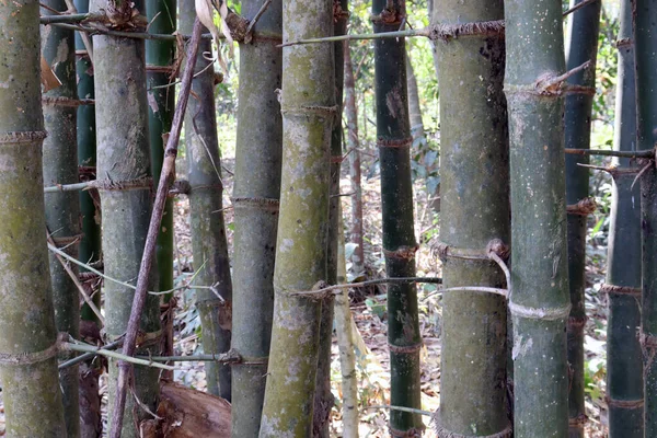 Estoque Bambu Bruto Empresa Para Colheita Venda Agricultura Indústria — Fotografia de Stock