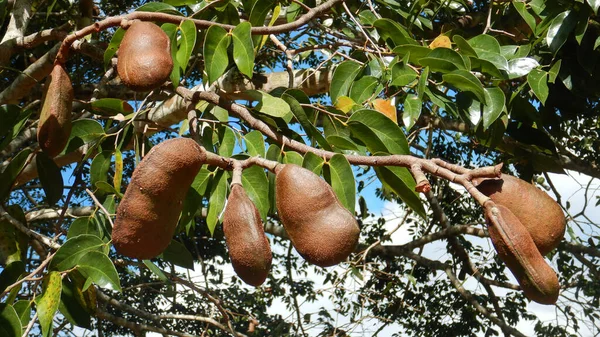 Άγουροι Καρποί Του Tamarind Φυτρώνουν Ένα Δέντρο Πράσινα Φύλλα — Φωτογραφία Αρχείου