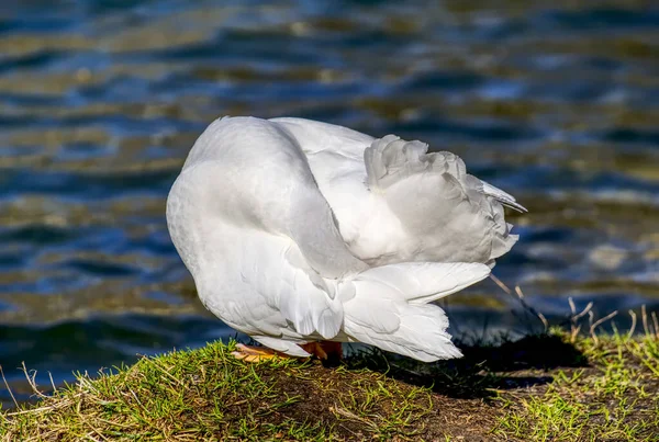 Porträt Einer Entzückenden Weißen Ente Die Sich Mit Dem Schnabel — Stockfoto