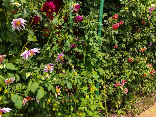 Många Färgglada Blommor Odlas Trädgården — Stockfoto