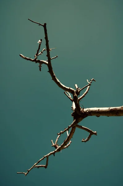 Tiro Vertical Uma Árvore Seca Fundo Céu Azul Turquesa — Fotografia de Stock