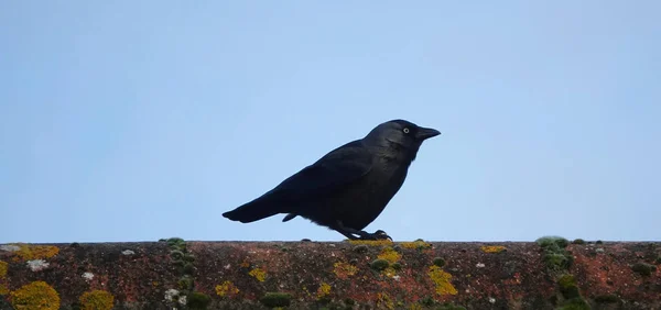 一般的な黒鳥のクローズアップショットは 枝に腰掛け — ストック写真