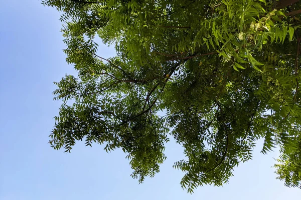 Tiro Baixo Ângulo Galhos Árvore Com Folhas Verdes Com Céu — Fotografia de Stock