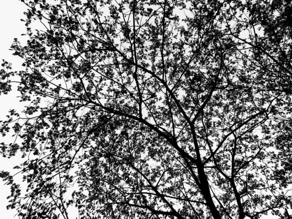天空映衬着一棵树的灰度照片 — 图库照片