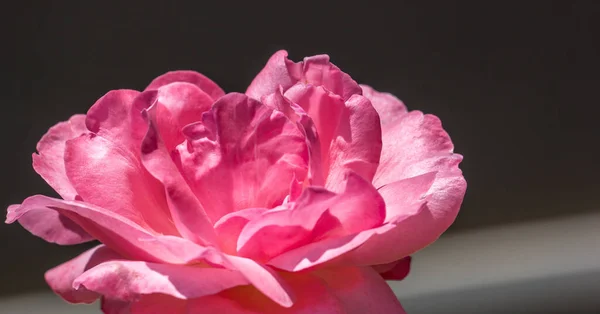 Zbliżenie Ujęcie Otwartej Różowej Róży — Zdjęcie stockowe