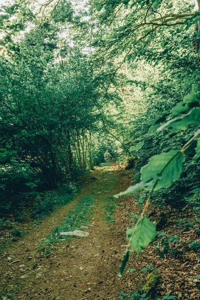 Fridfull Stig Den Gröna Pittoreska Skogen — Stockfoto