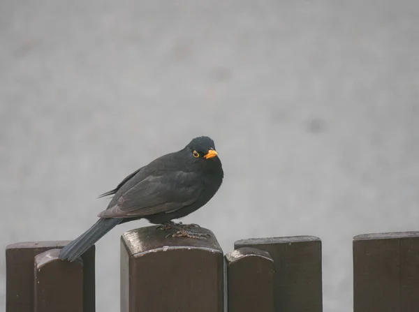 Tiro Pássaro Preto Com Bico Amarelo Uma Cerca — Fotografia de Stock