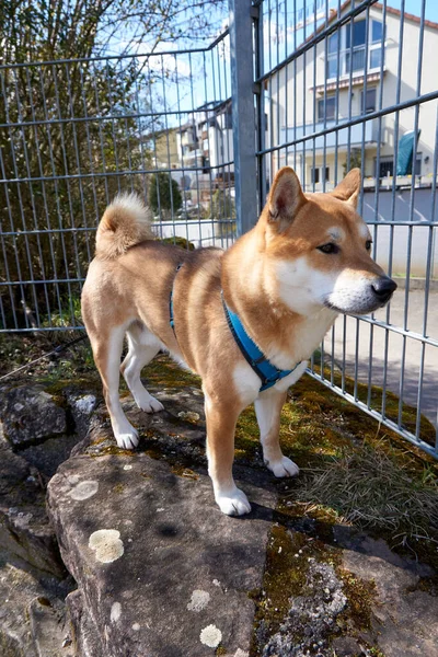 Metalik Çitin Yanındaki Taşın Üzerinde Duran Sevimli Sarı Bir Köpeğin — Stok fotoğraf