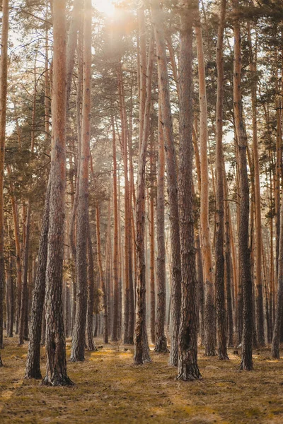 Ένα Κάθετο Πλάνο Ενός Δάσους Καλυμμένου Δέντρα Κάτω Από Φως — Φωτογραφία Αρχείου