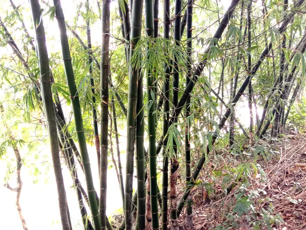 Estoque Bambu Bruto Empresa Para Colheita Venda Agricultura Indústria — Fotografia de Stock