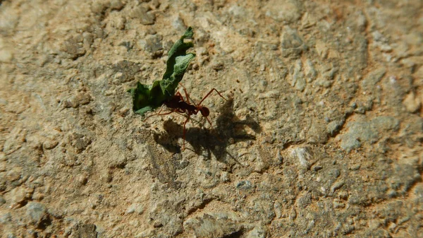 粗糙表面上的绿色切叶蚁的头像 — 图库照片
