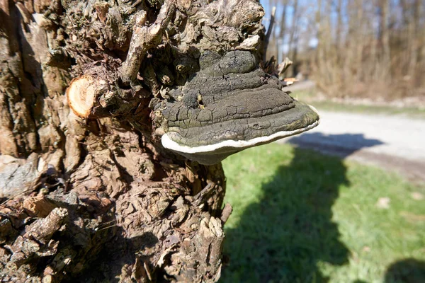 Eine Nahaufnahme Eines Pilz Zunder Pilzes Auf Baumrinde Hintergrund Von — Stockfoto