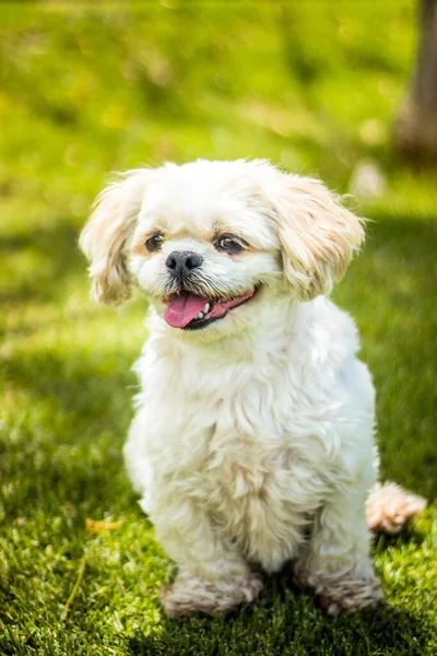 Vertical Shot Maltese Lapdog Green Field Outdoors — Stock Photo, Image