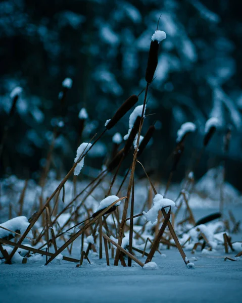 Pionowy Strzał Trzciny Zamarzniętym Jeziorze Zimie — Zdjęcie stockowe