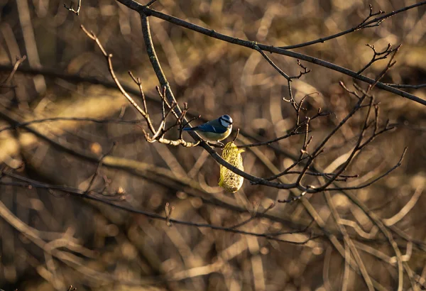 Blue Tit Bird Sitting Branch Tree Sunny Day — 图库照片