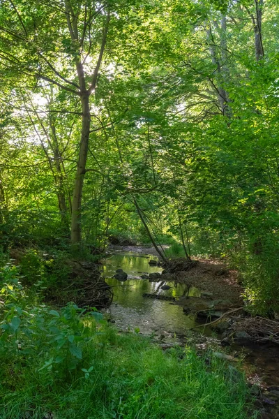 Piccolo Ruscello Nel Verde Bosco Deciduo — Foto Stock