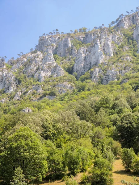Plan Vertical Forêt Montagne Herculane Roumanie — Photo
