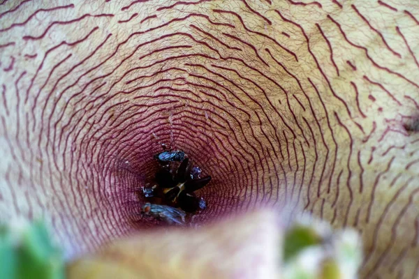 アフリカのヒトデとして世界的に知られるカリオンの花 Stapelia Gigantea のクローズアップ — ストック写真