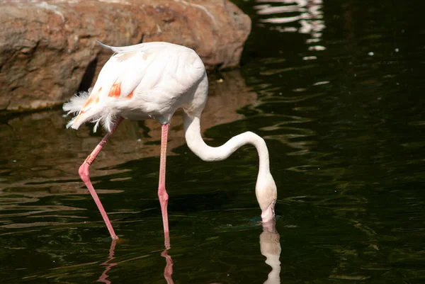 Egy Közeli Kép Egy Aranyos Fehér Flamingóról Tóban — Stock Fotó