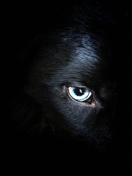 Lähikuva Mustan Kissan Silmästä — kuvapankkivalokuva