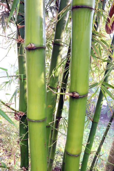 Een Verticaal Schot Van Ruwe Bamboe Voorraad Het Bedrijf Voor — Stockfoto