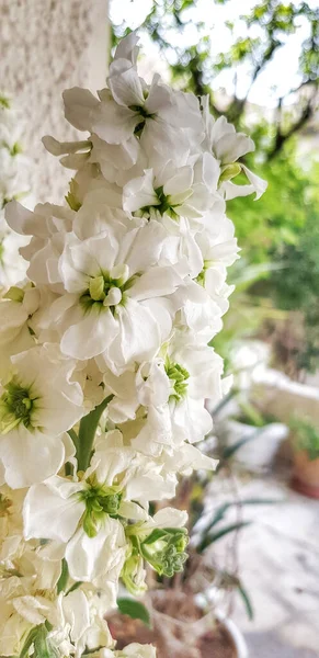 Вертикальный Снимок Нежного Белого Цветка Маттиолы — стоковое фото