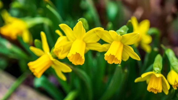Een Selectieve Focus Shot Van Mooie Gele Narcis Bloemen Bij — Stockfoto