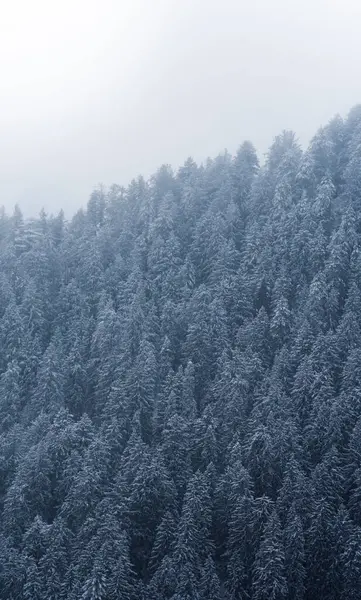 Sabah Sisinin Altında Güzel Bir Kış Ormanı Manzarası — Stok fotoğraf