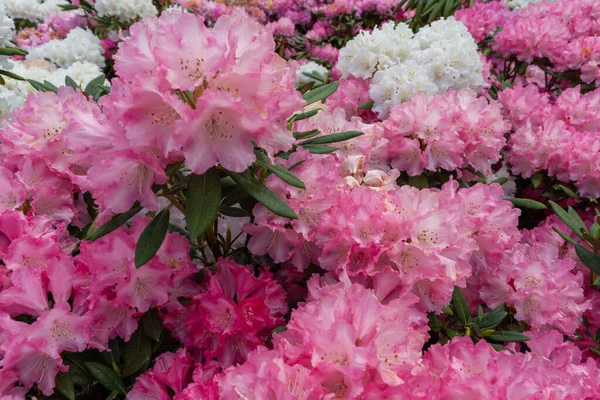 Крупним Планом Квітучі Квіти Catawba Rododendron — стокове фото