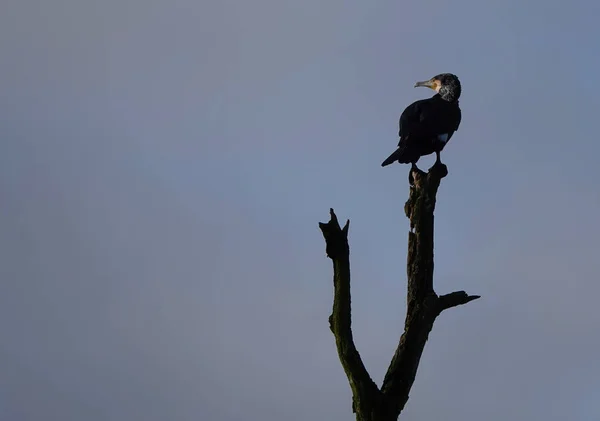 Een Aalscholver Vogel Neergestreken Een Tak — Stockfoto