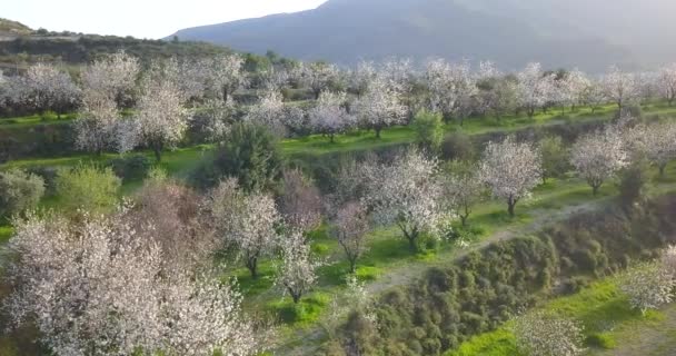 Θέα Στο Τοπίο Των Ανθισμένων Κερασιές Στο Λόφο Έννοια Άνοιξη — Αρχείο Βίντεο